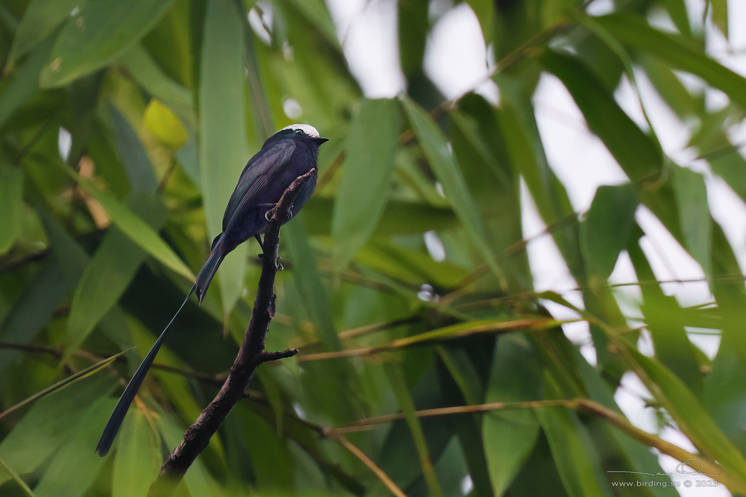 LONG-TAILED TYRANT (Colonia colonus) - Stäng / close