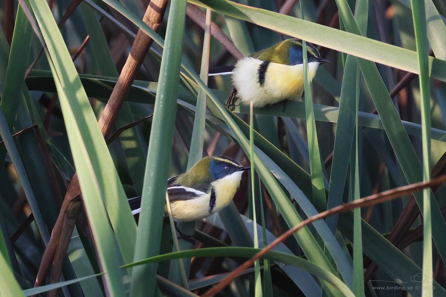 MANY-COLORED RUSH TYRANT (Tachuris rubrigastra) - Stäng / close