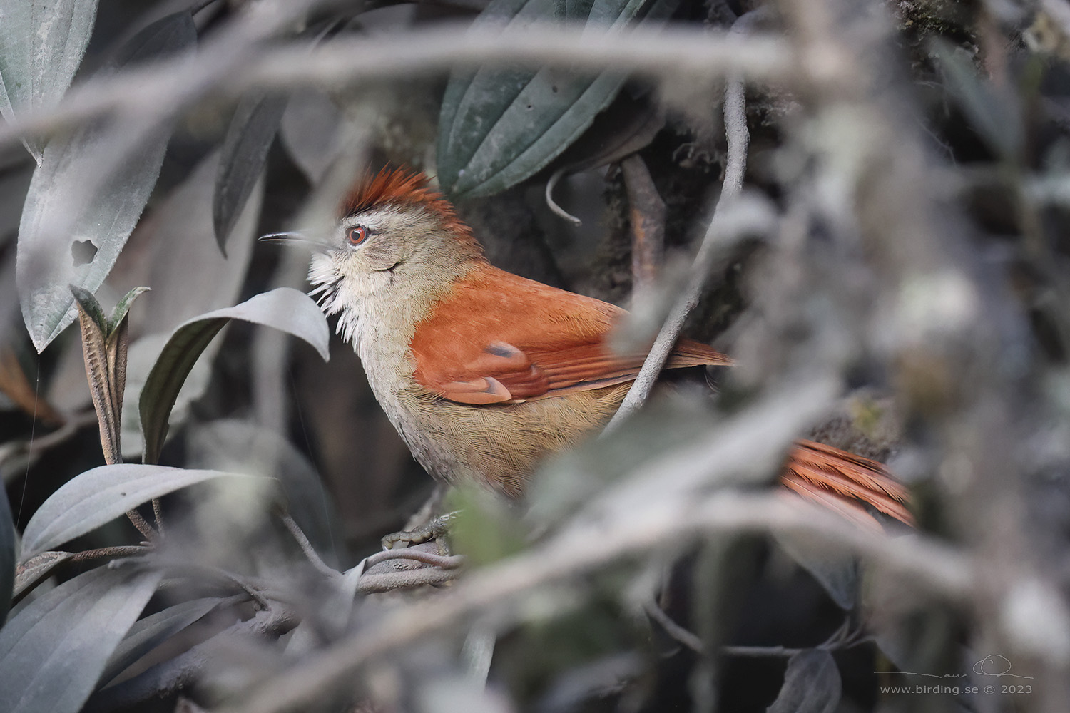 MARCAPATA SPINETAIL (Cranioleuca marcapatae) - Stäng / close