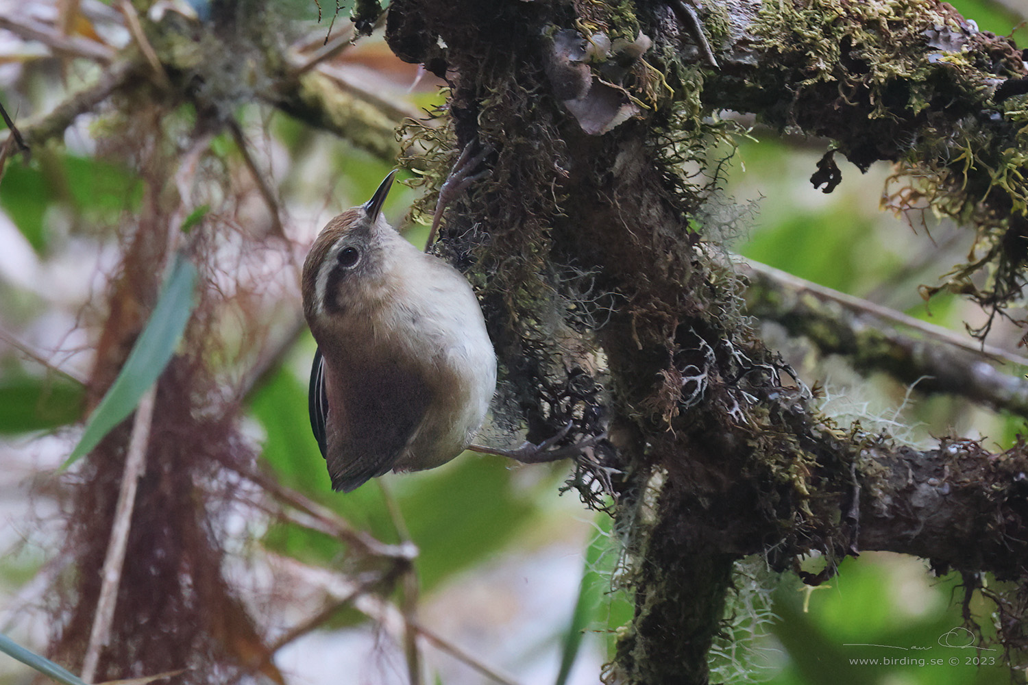 MOUNTAIN WREN (Troglodytes solstitialis) - Stäng / close