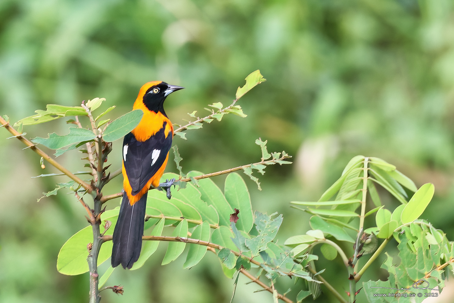 ORANGE-BACKED TROUPIAL (Icterus croconotus) - Stäng / close