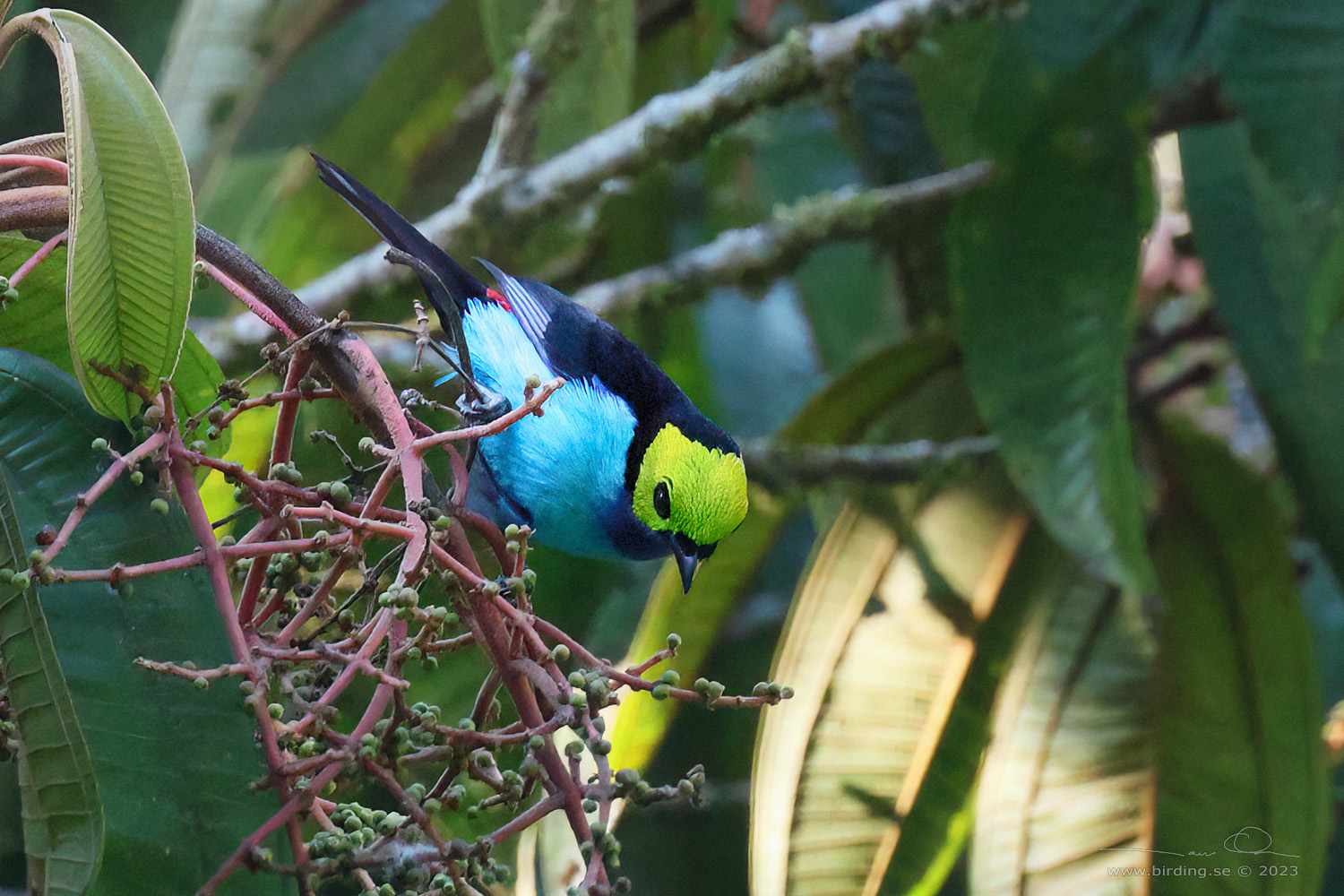 PARADISE TANAGER (Tangara chilensis) - Stäng / close