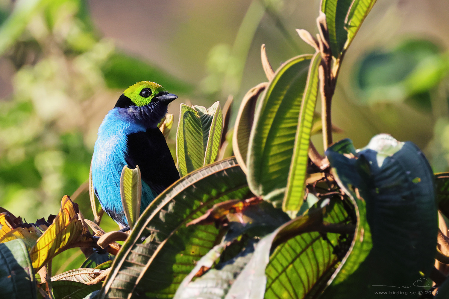 PARADISE TANAGER (Tangara chilensis) - Stäng / close