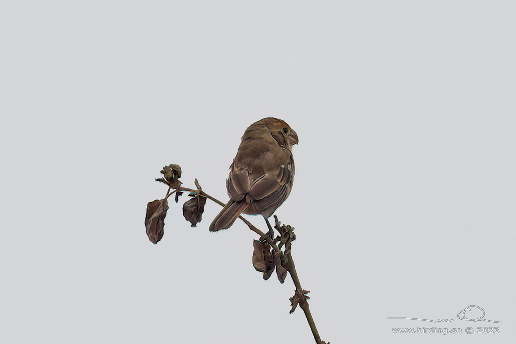 PARROT-BILLED SEEDEATER (Sporophila peruviana) - Stäng / close