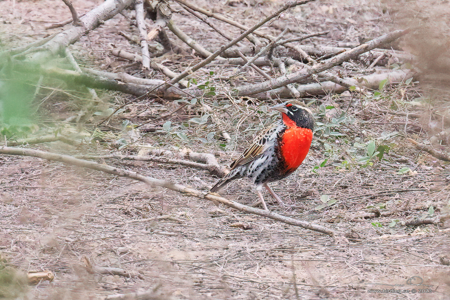 PERUVIAN MEADOWLARK (Leistes bellicosus) - Stäng / close