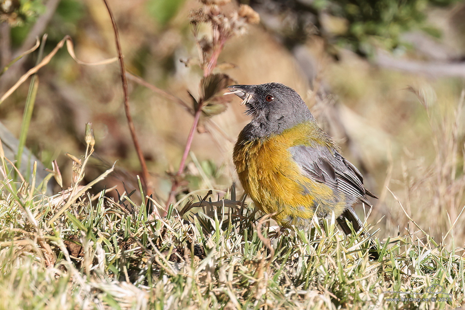 PERUVIAN SIERRA FINCH (Phrygilus punensis) - Stäng / close