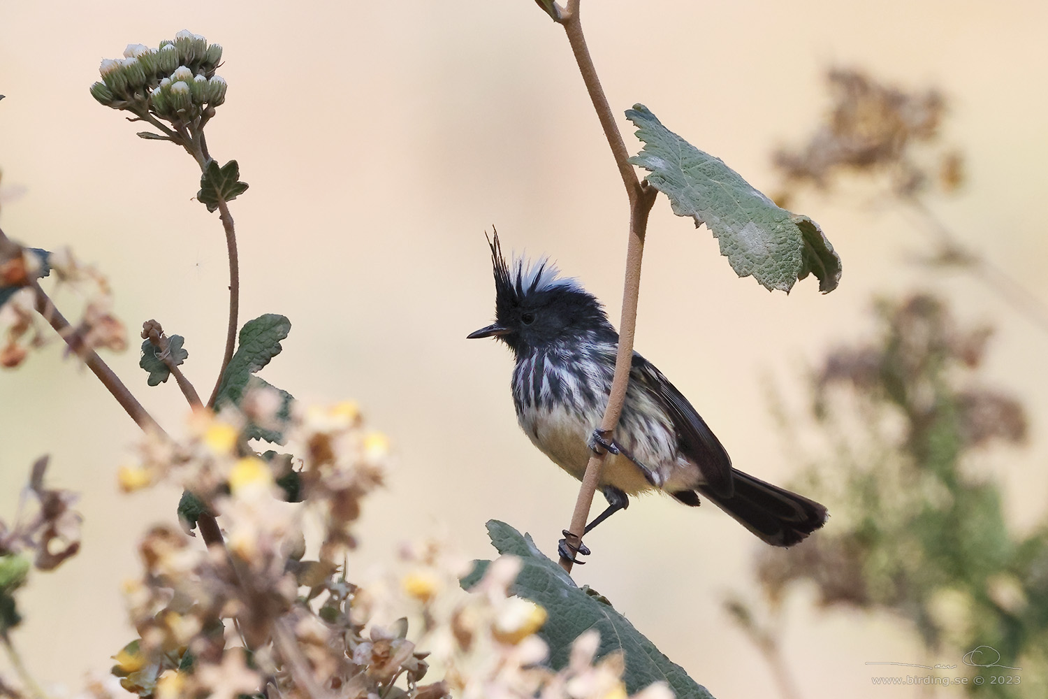 PIED-CRESTED TIT-TYRANT (Anairetes reguloides) - Stäng / close