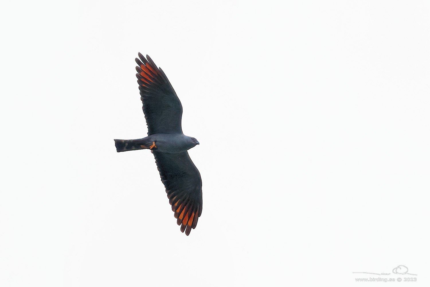 PLUMBEOUS KITE (Ictinia plumbea) - Stäng / close