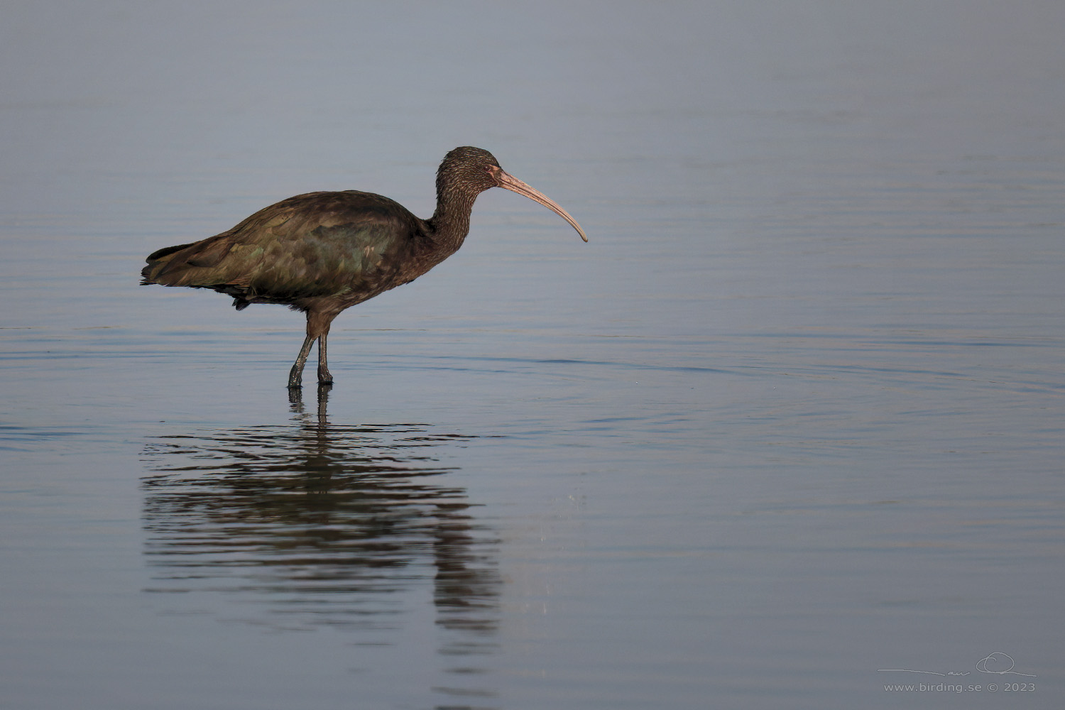 PUNA IBIS (Plegadis ridgwayi) - Stäng / close