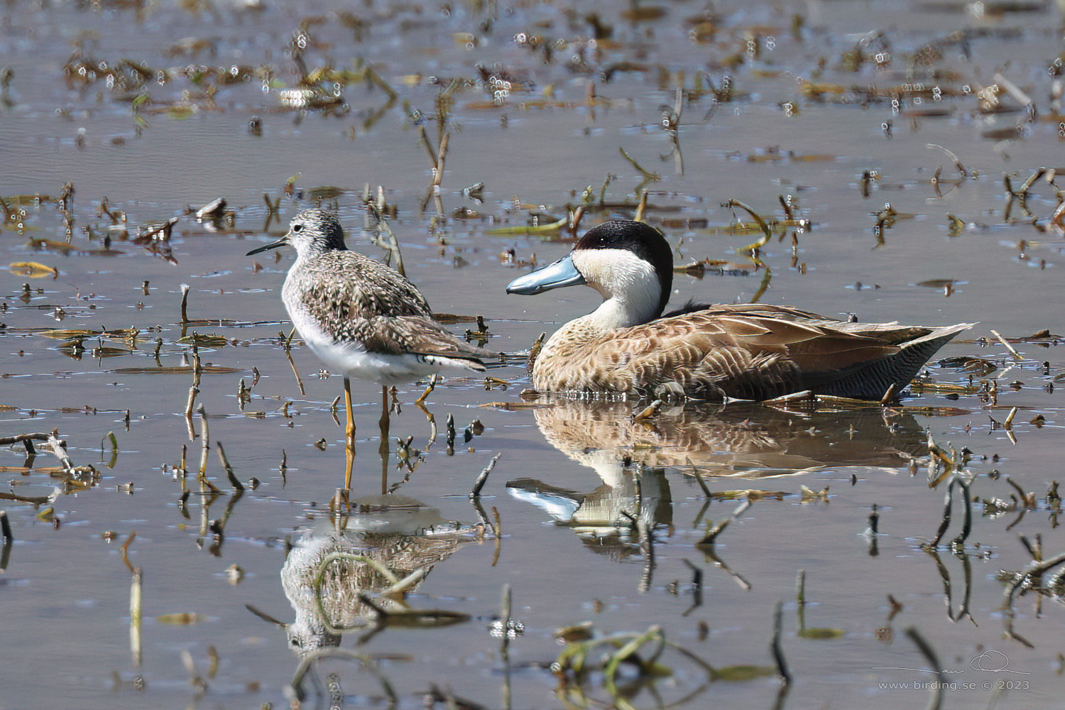 PUNA TEAL (Spatula puna) - Stäng / close