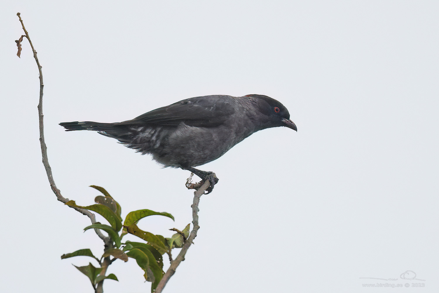 RED-CRESTED COTINGA (Ampelion rubrocristatus) - Stäng / close