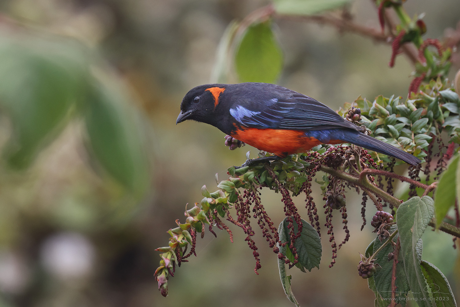 SCARLET-BELLIED MOUNTAIN TANAGER (Tangara chilensis) - Stäng / close
