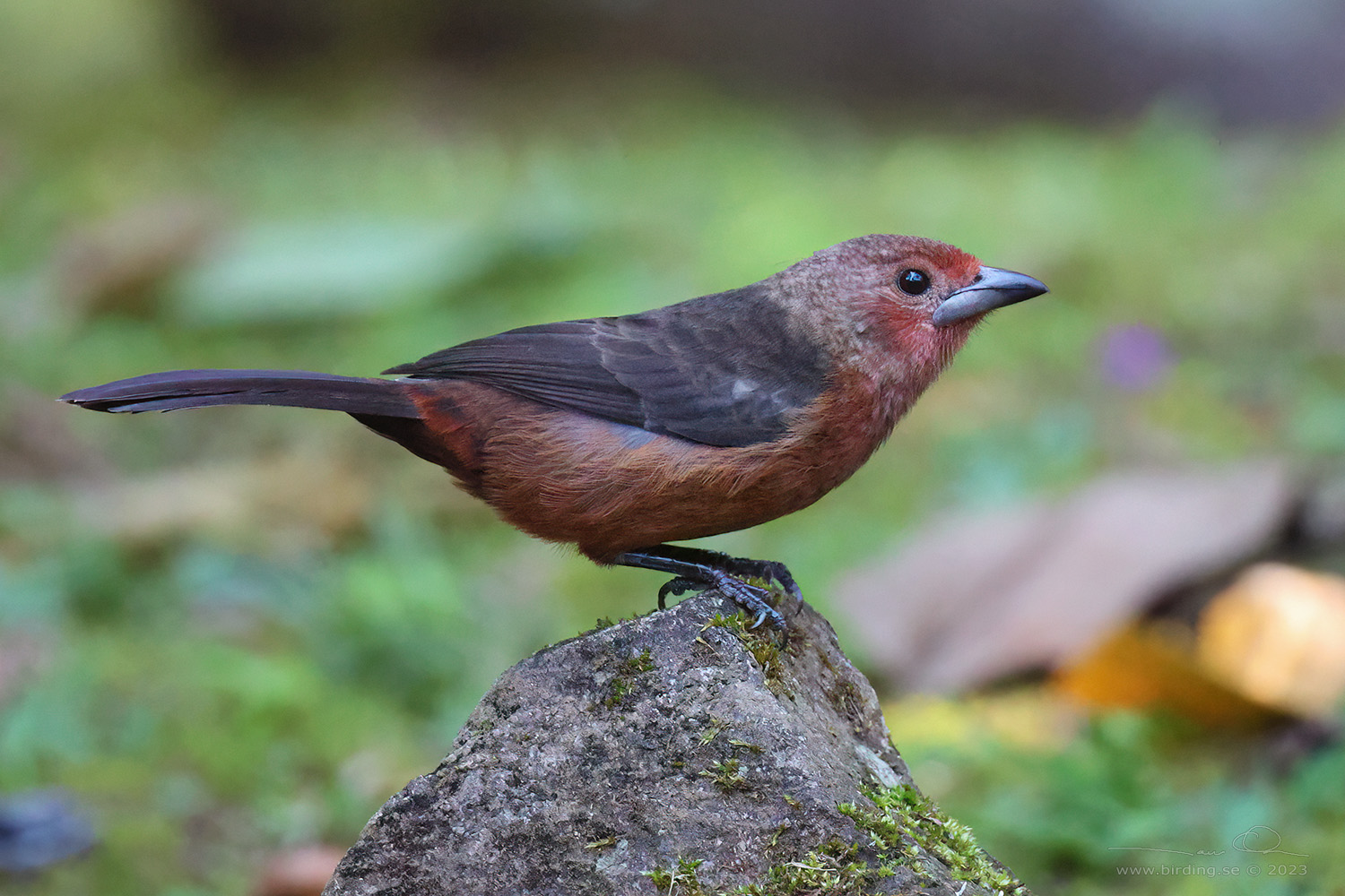 SILVER-BEAKED TANAGER (Ramphocelus carbo) - Stäng / close