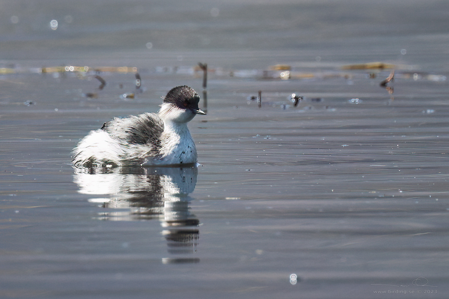 SILVERY GREBE (Podiceps occipitalis) - Stäng / close