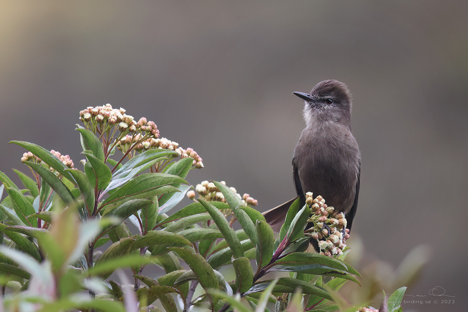 SMOKY BUSH TYRANT (Myiotheretes fumigatus) - Stäng / close