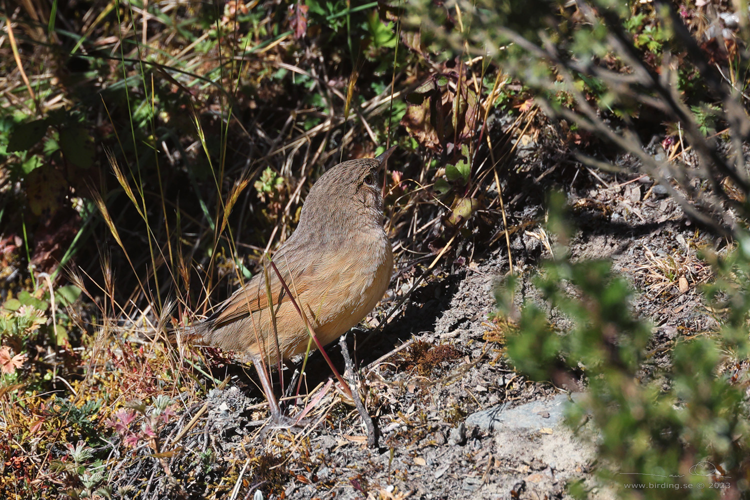 STREAK-BACKED CANASTERO (Asthenes wyatti) - Stäng / close