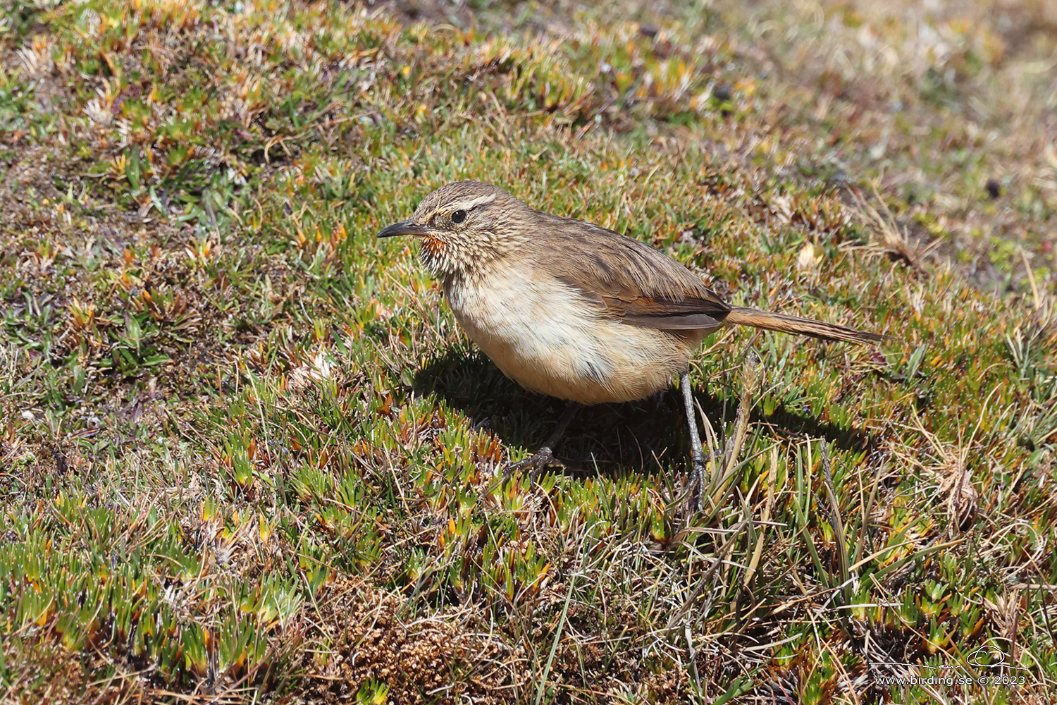 STREAK-THROATED CANASTERO (Asthenes humilis) - Stäng / close