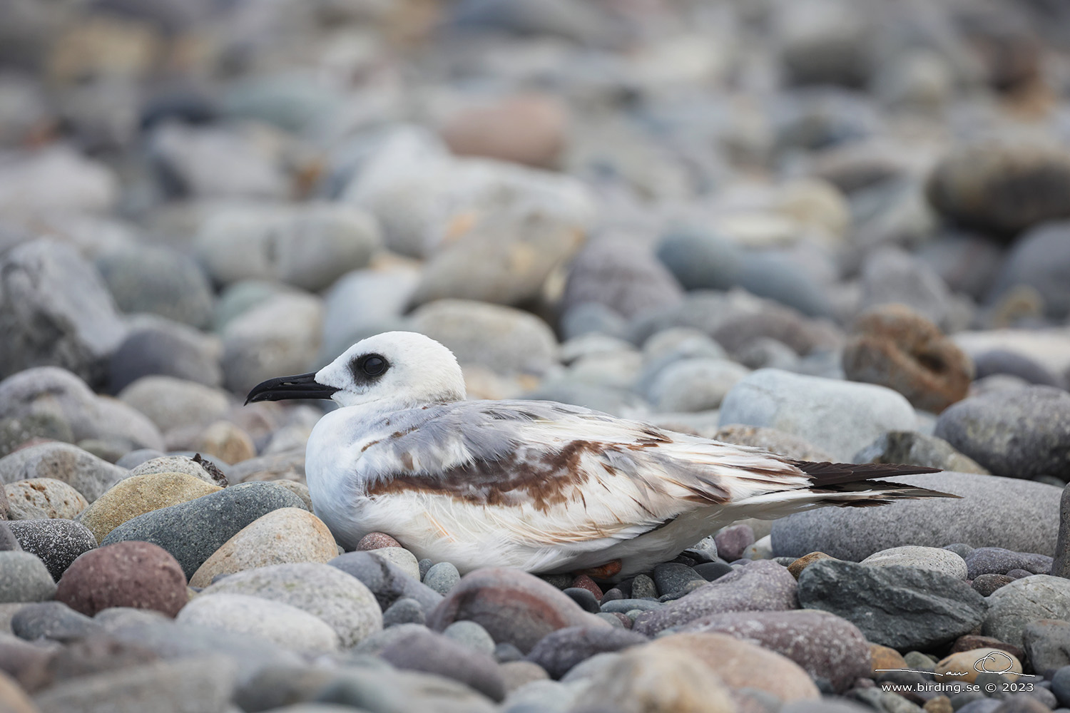 SWALLOW-TAILED GULL (Creagrus furcatus) - Stäng / close