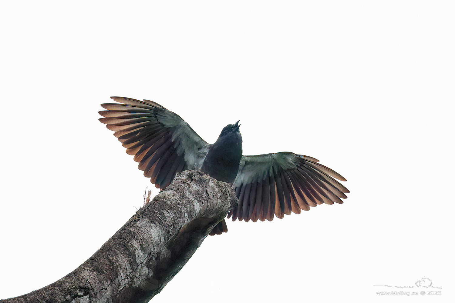 SWALLOW-WINGED PUFFBIRD (Chelidoptera tenebrosa) - Stäng / close