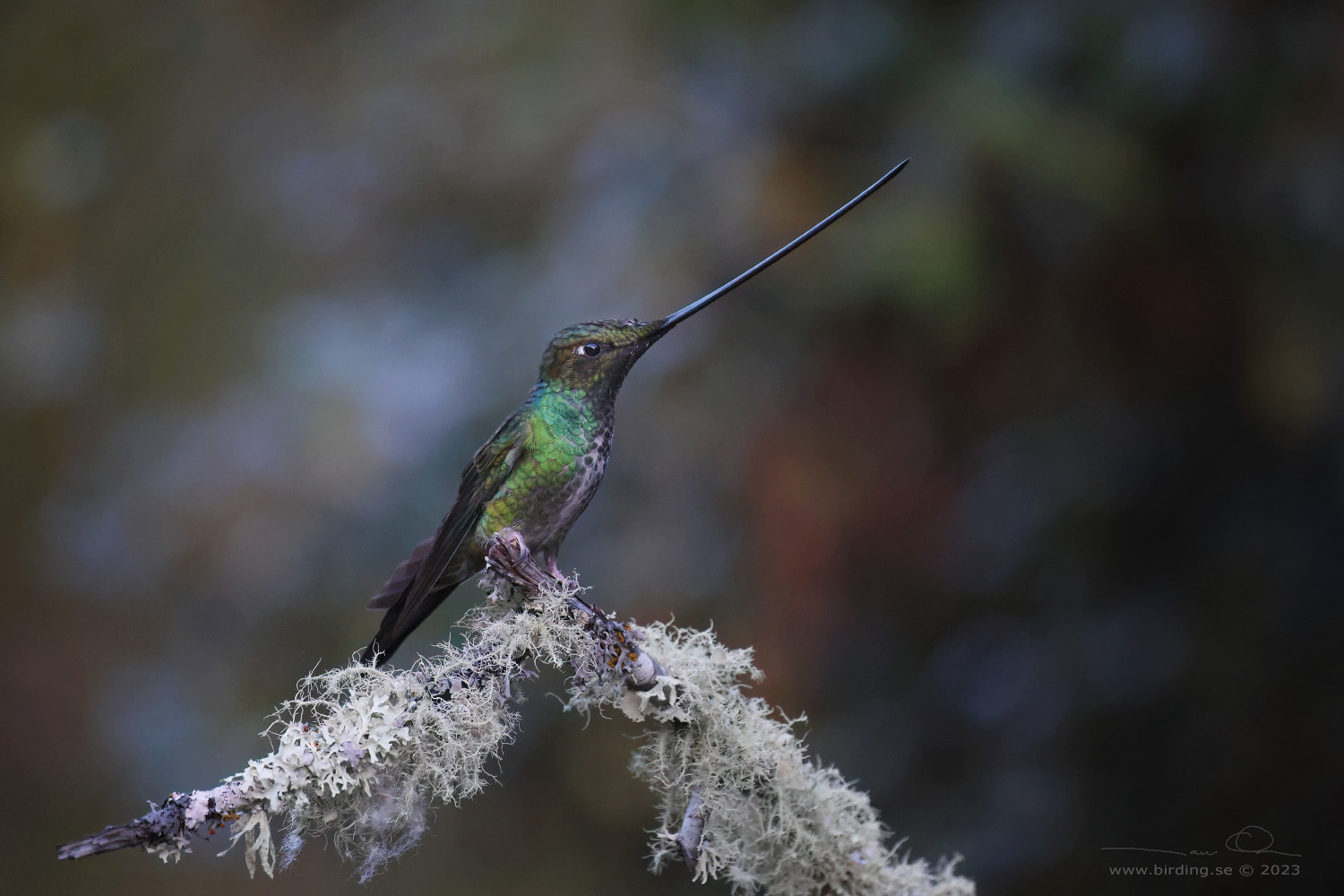 SWORD-BILLED HUMMINGBIRD (Ensifera ensifera) - Stäng / close