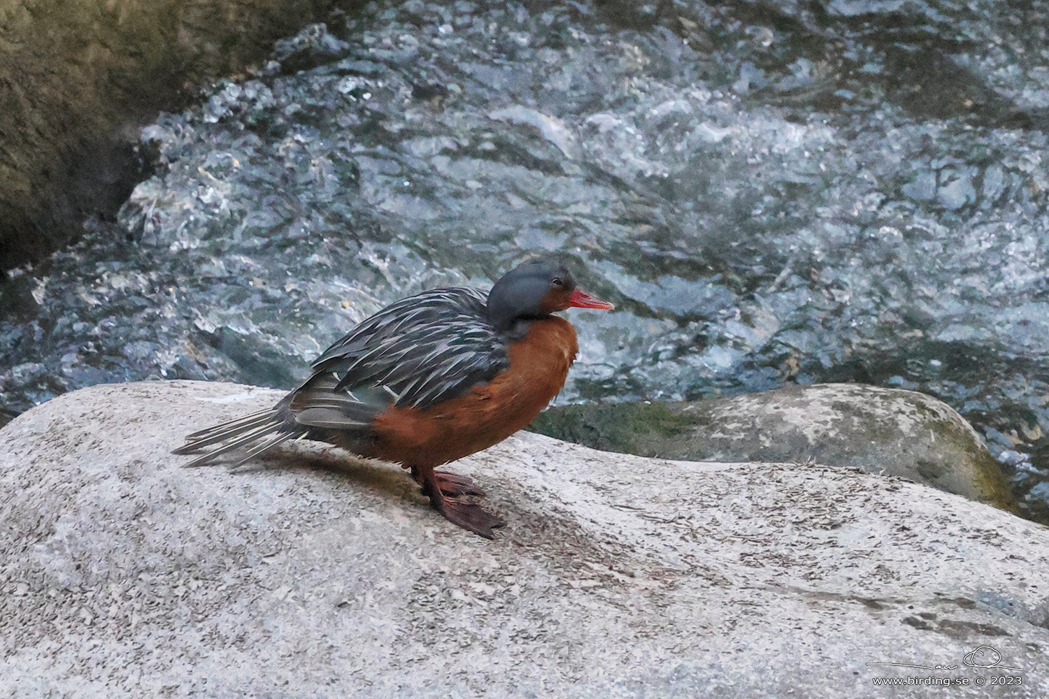 TORRENT DUCK (Merganetta armata) - Stäng / close