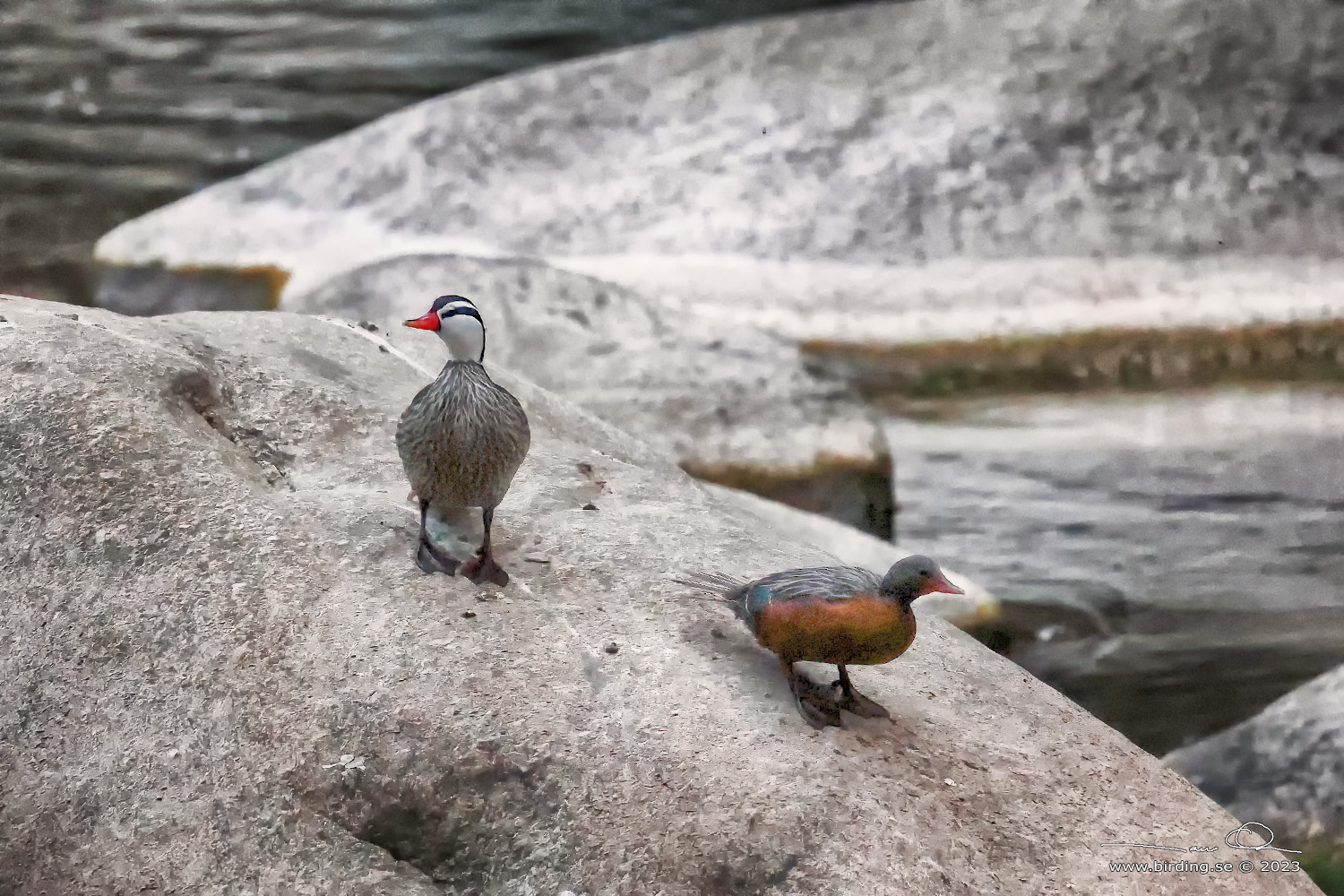 TORRENT DUCK (Merganetta armata) - Stäng / close