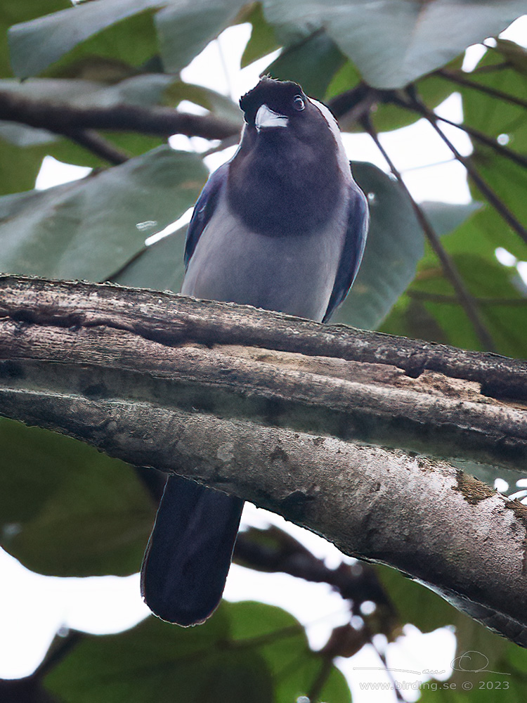 VIOLACEOUS JAY (Cyanocorax violaceus) - Stäng / close