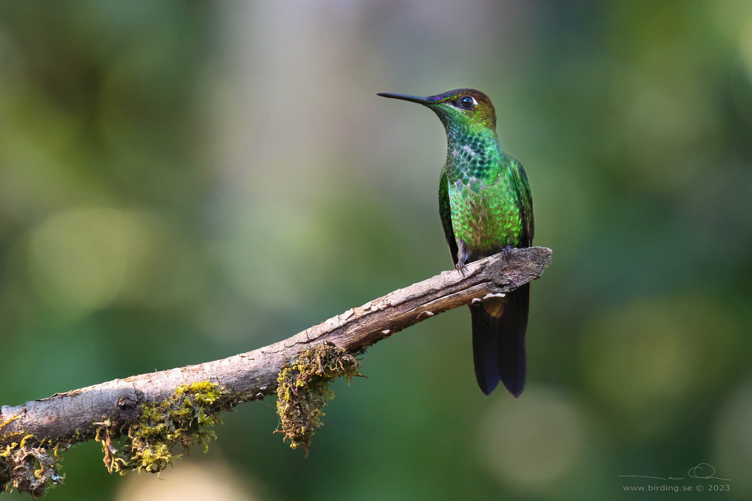 VIOLET-FRONTED BRILLIANT (Heliodoxa leadbeateri) - Stäng / close