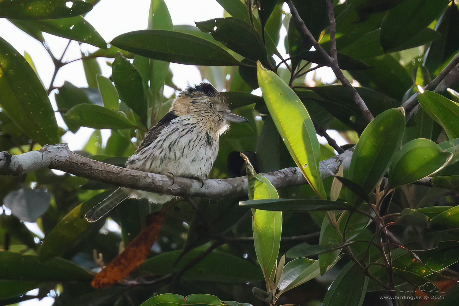 WESTERN STRIOLATED PUFFBIRD (Nystalus obamai) - Stäng / close