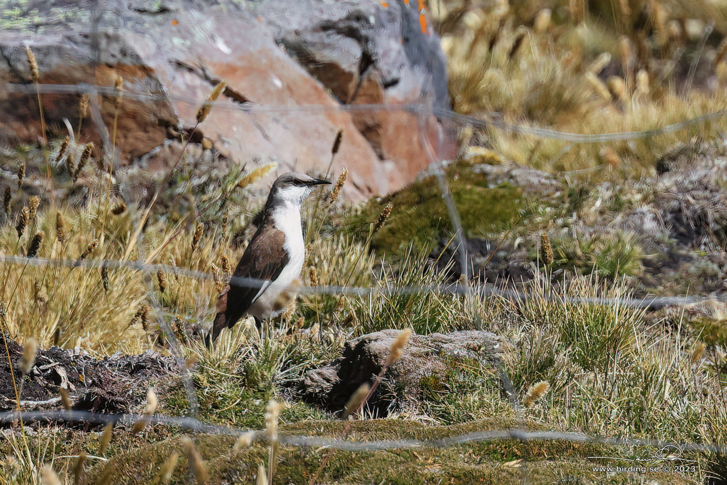 WHITE-BELLIED CINCLODES (Cinclodes palliatus) - Stäng / close