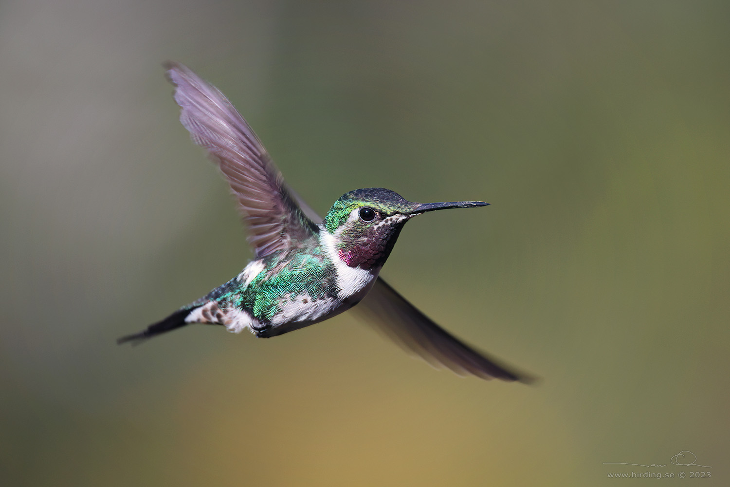 WHITE-BELLIED WOODSTAR (Chaetocercus mulsant) - Stäng / close