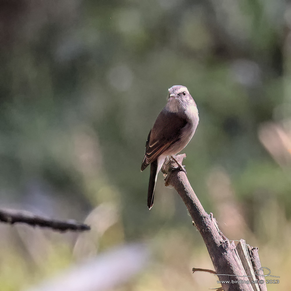 WHITE-BROWED CHAT-TYRANT (Ochthoeca leucophrys) - Stäng / close