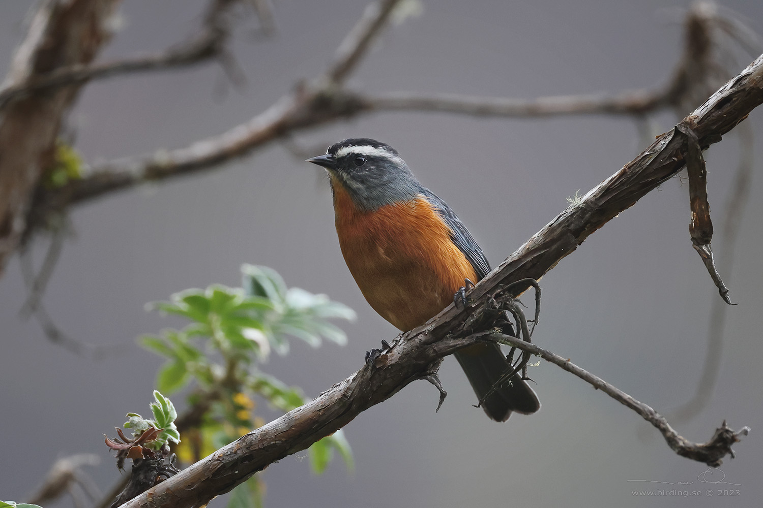 WHITE-BROWED CONEBILL (Conirostrum ferrugineiventre) - Stäng / close