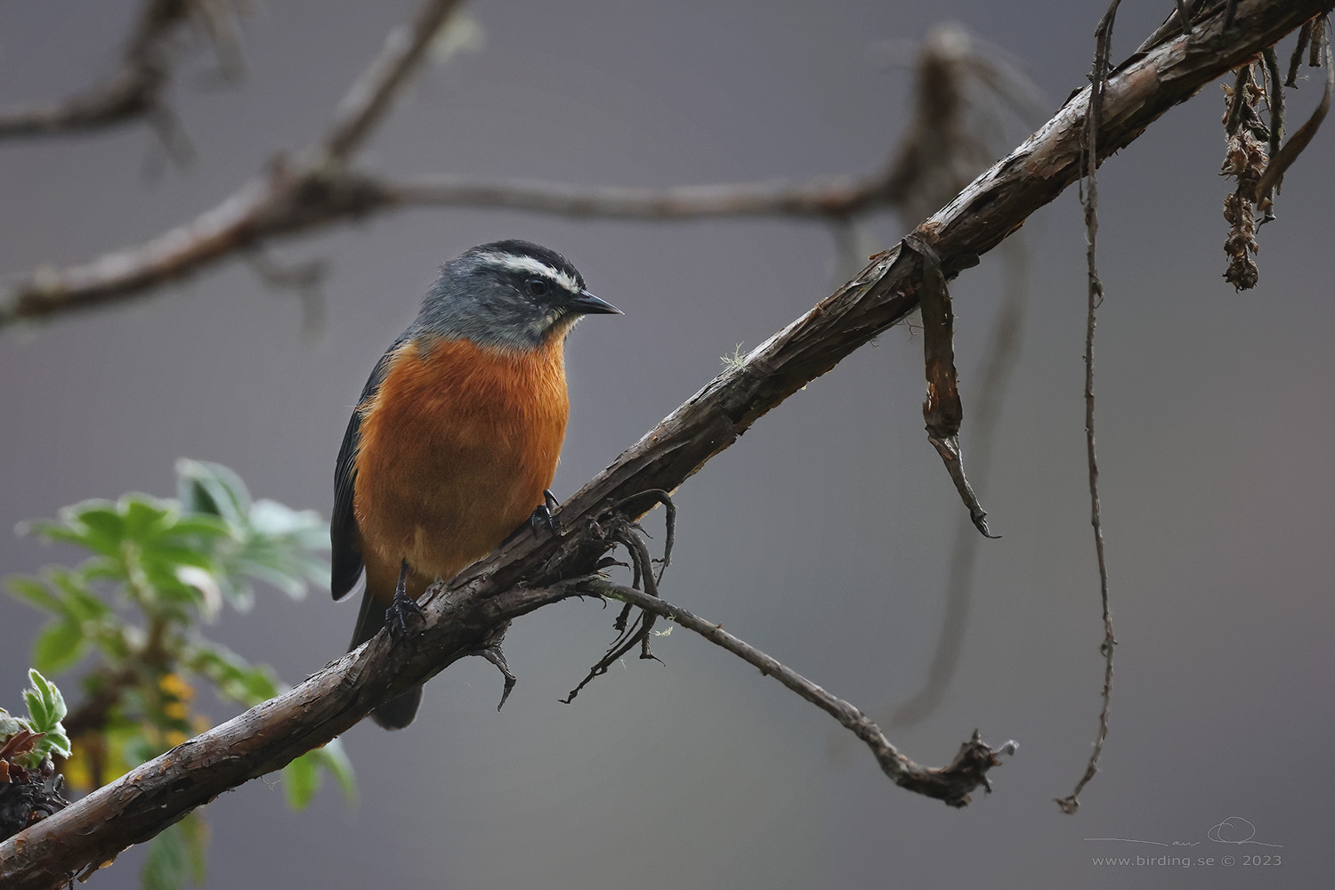 WHITE-BROWED CONEBILL (Conirostrum ferrugineiventre) - Stäng / close