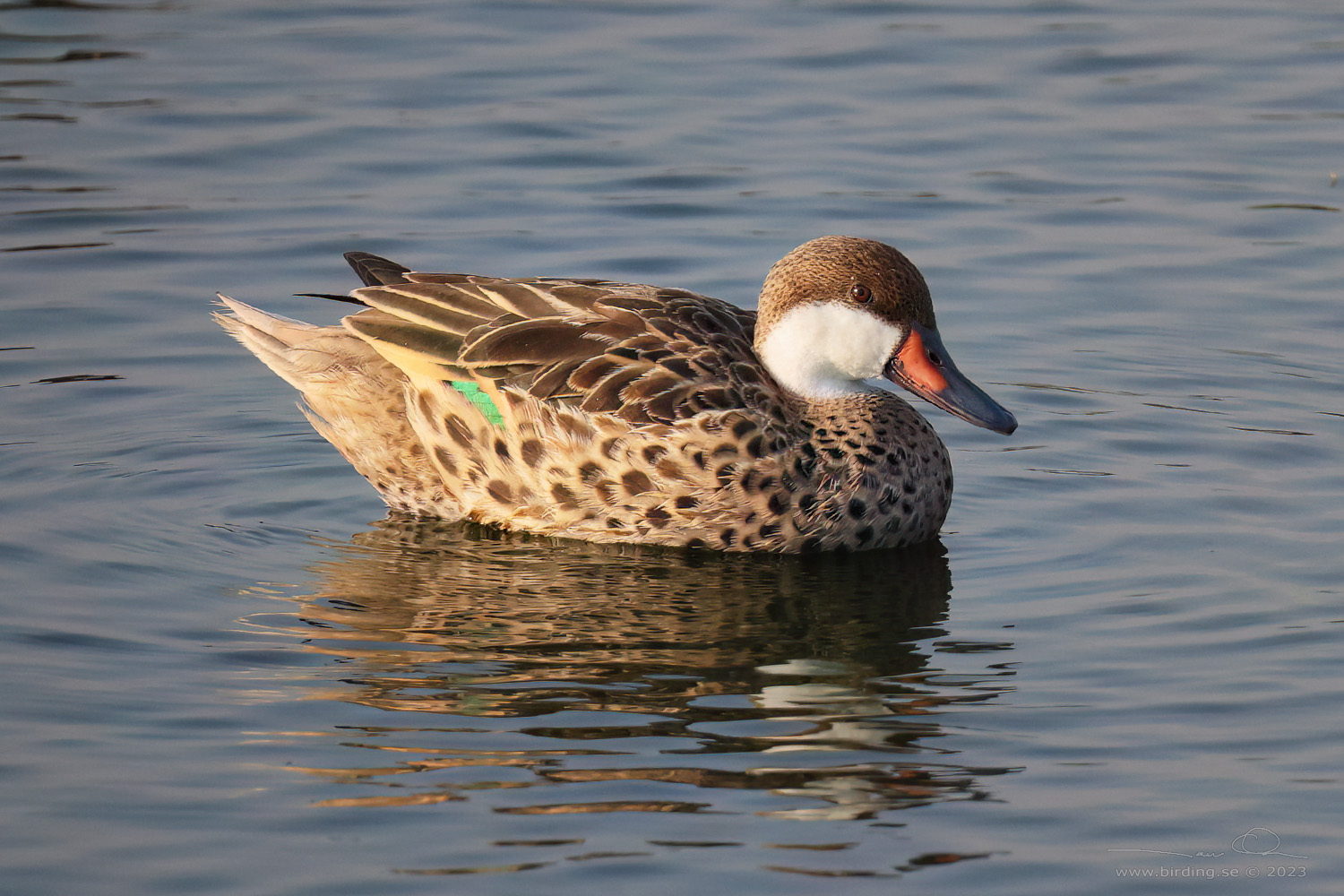 WHITE-CHEEKED PINTAIL (Anas bahamensis) - Stäng / close