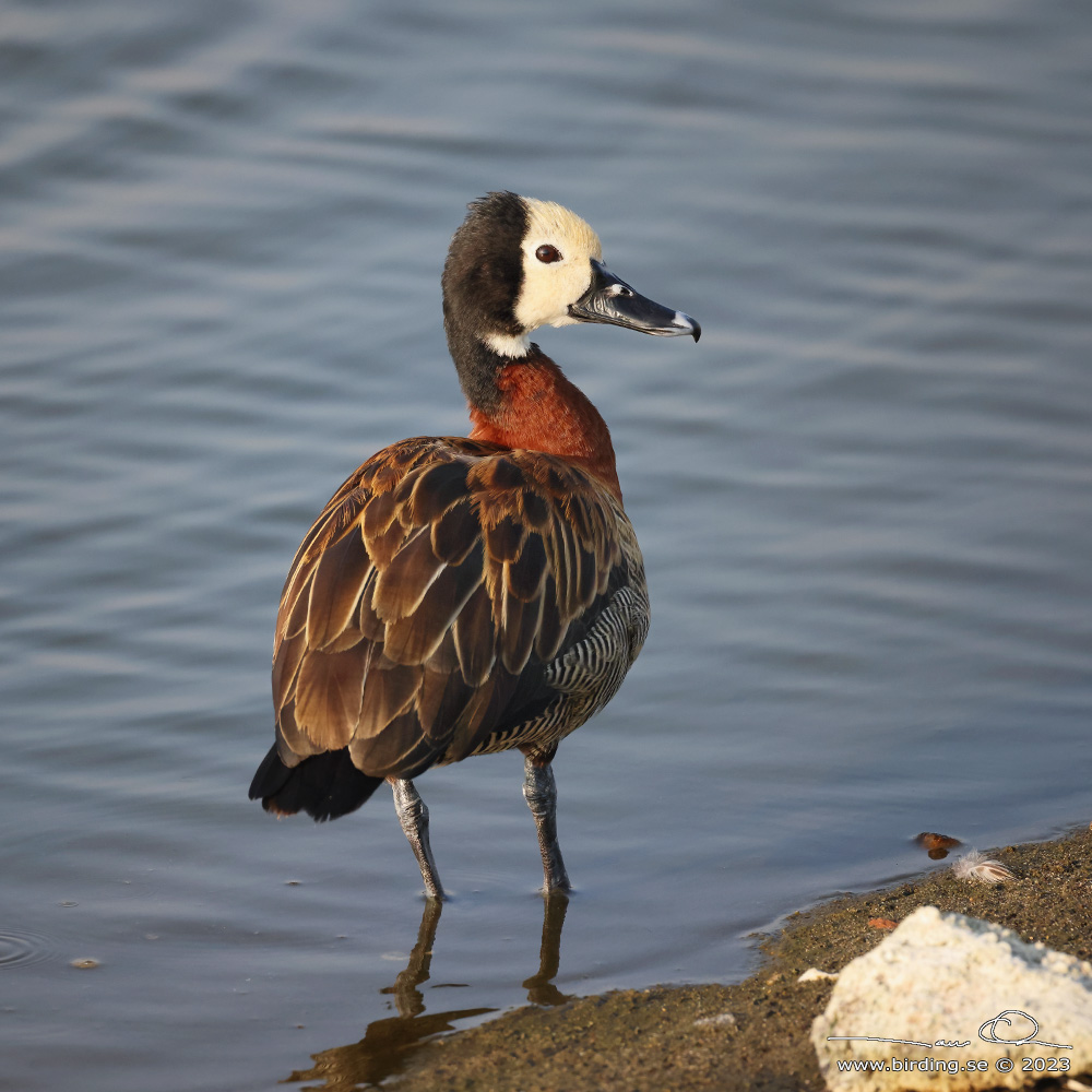 WHITE-FACED WHISTLING DUCK (Dendrocygna viduata) - Stäng / close