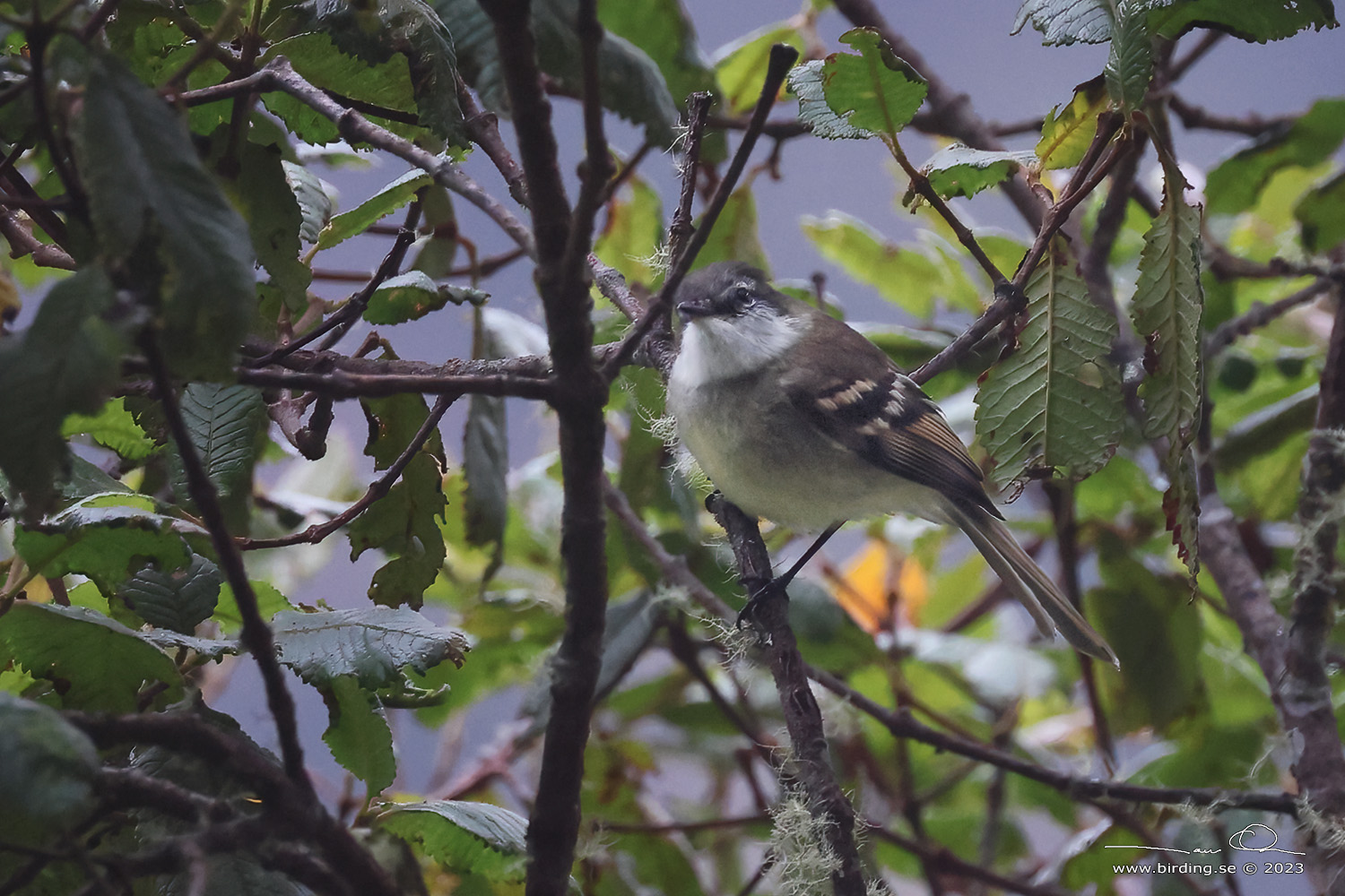 WHITE-THROATED TYRANNULET (Mecocerculus leucophrys) - Stäng / close