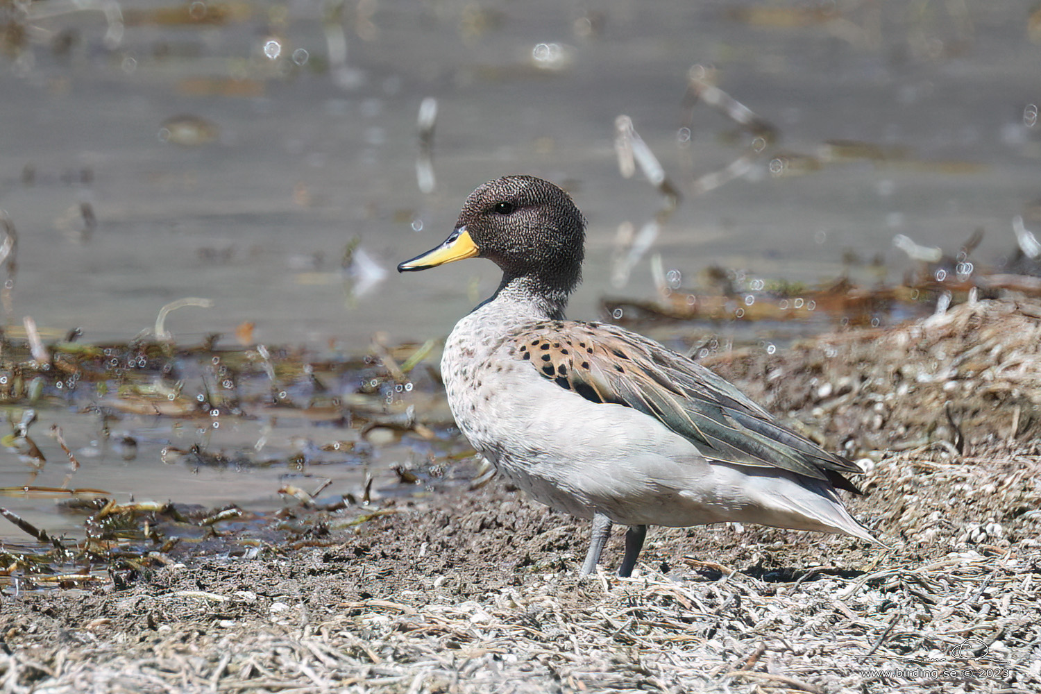 YELLOW-BILLED TEAL (Anas flavirostris) - Stäng / close