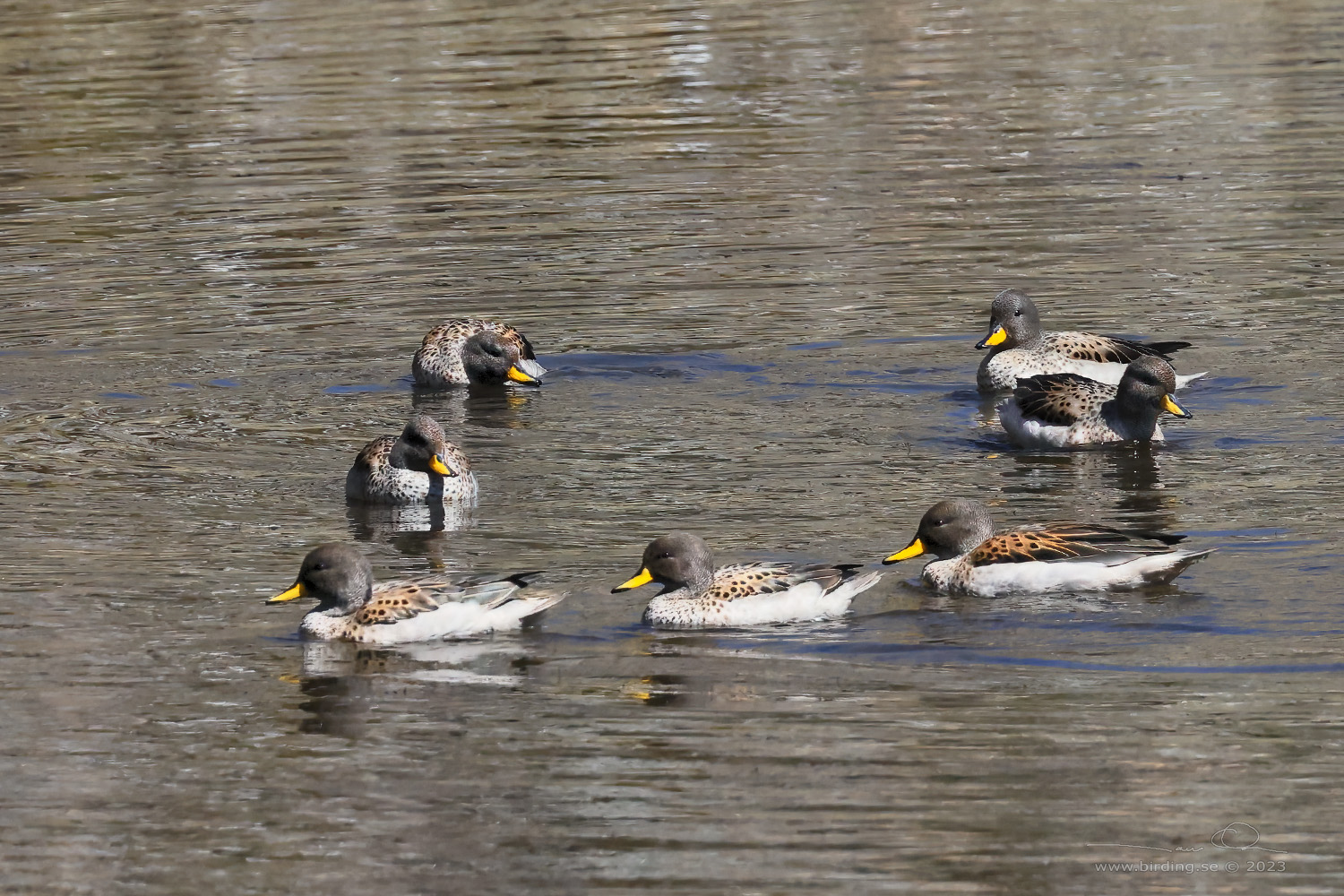 YELLOW-BILLED TEAL (Anas flavirostris) - Stäng / close