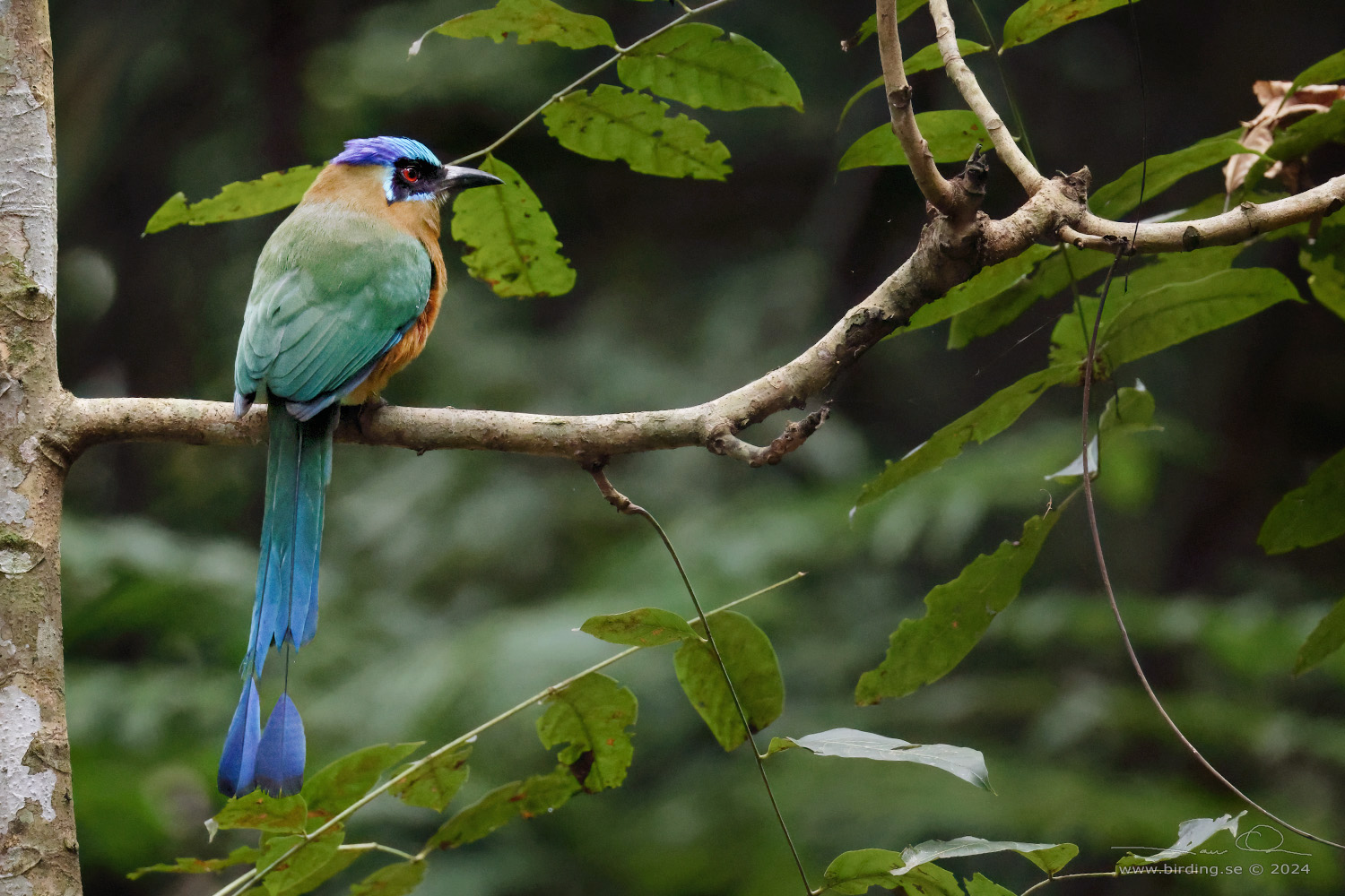 AMAZONIAN MOTMOT (Momotus momota) - Stäng / close