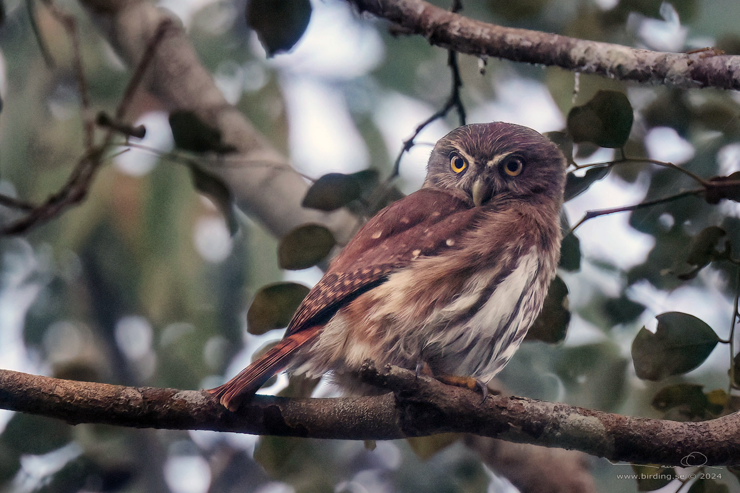 AMAZONIAN PYGMY OWL (Glaucidium hardyi) - Stäng / close