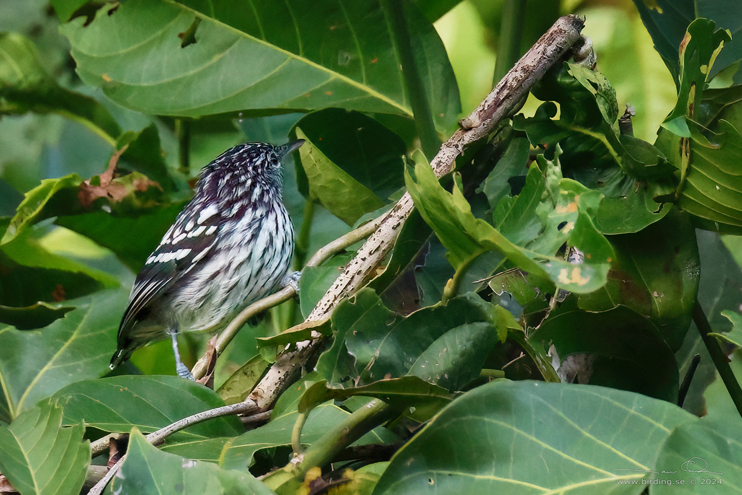 AMAZONIAN STREAKED ANTWREN (Myrmotherula multostriata) - Stäng / close