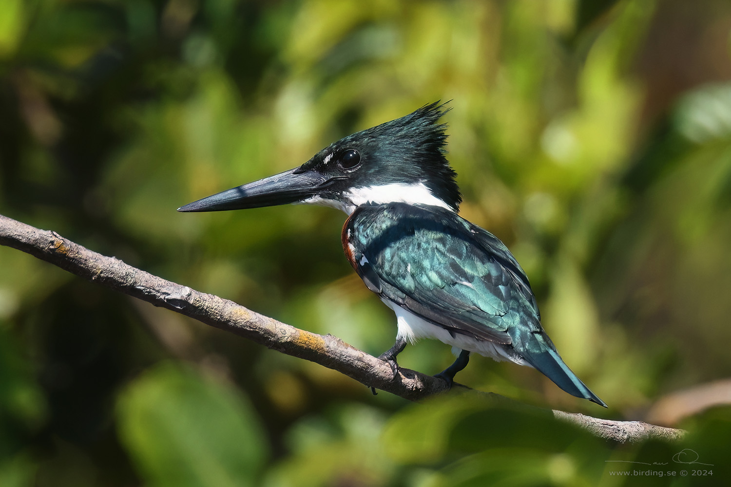 AMAZON KINGFISHER (Chloroceryle amazona) - Stäng / close