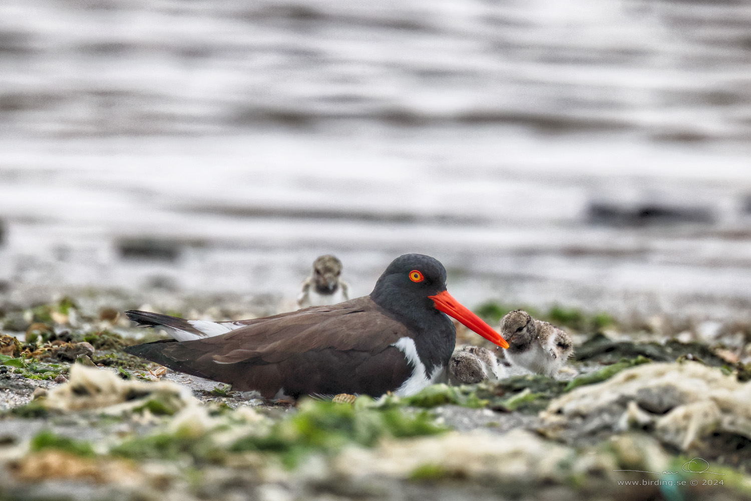 AMERICAN OYSTERCATCHER (Haematopus palliatus) - Stäng / close