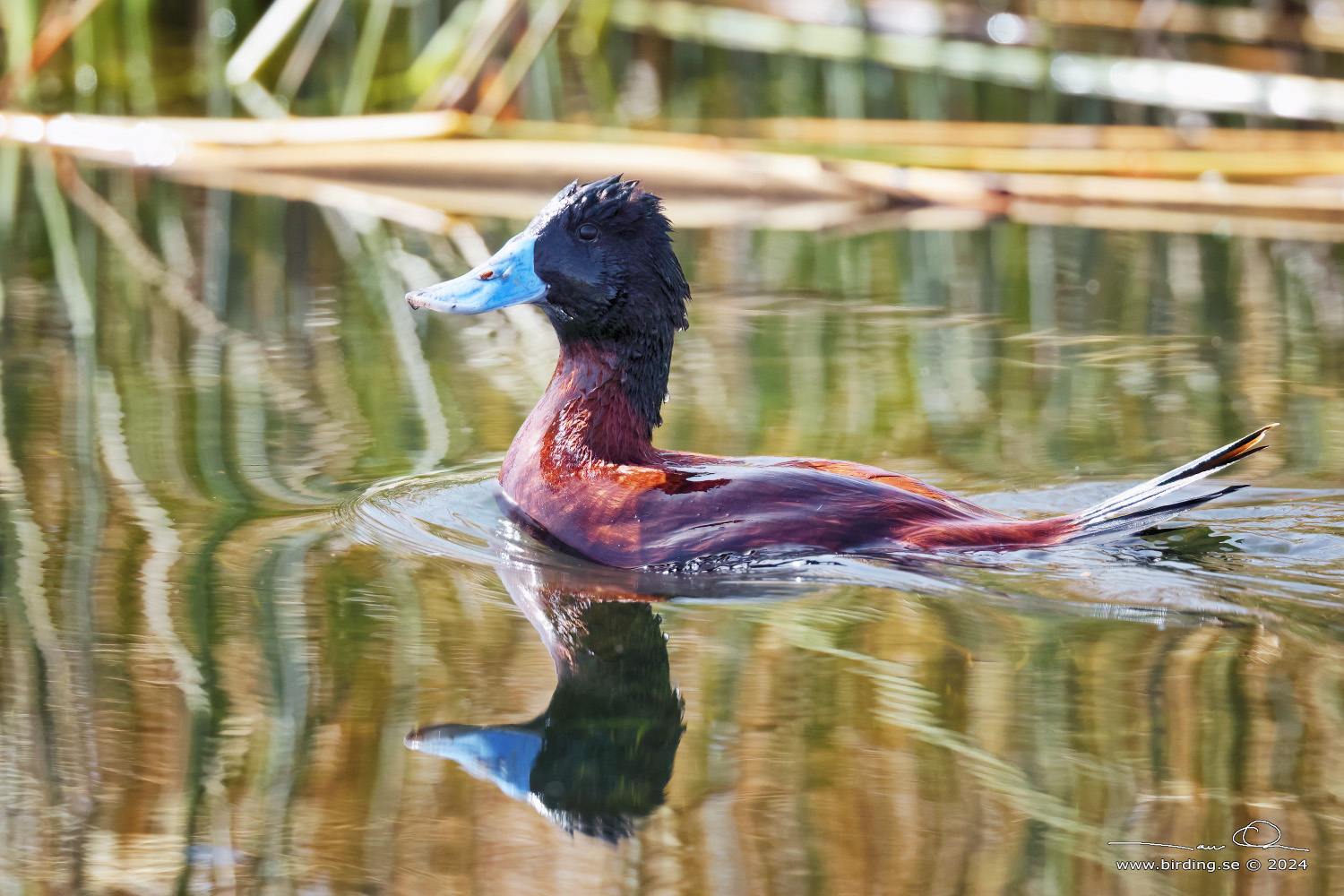 ANDEAN DUCK (Oxyura ferruginea) - Stäng / close