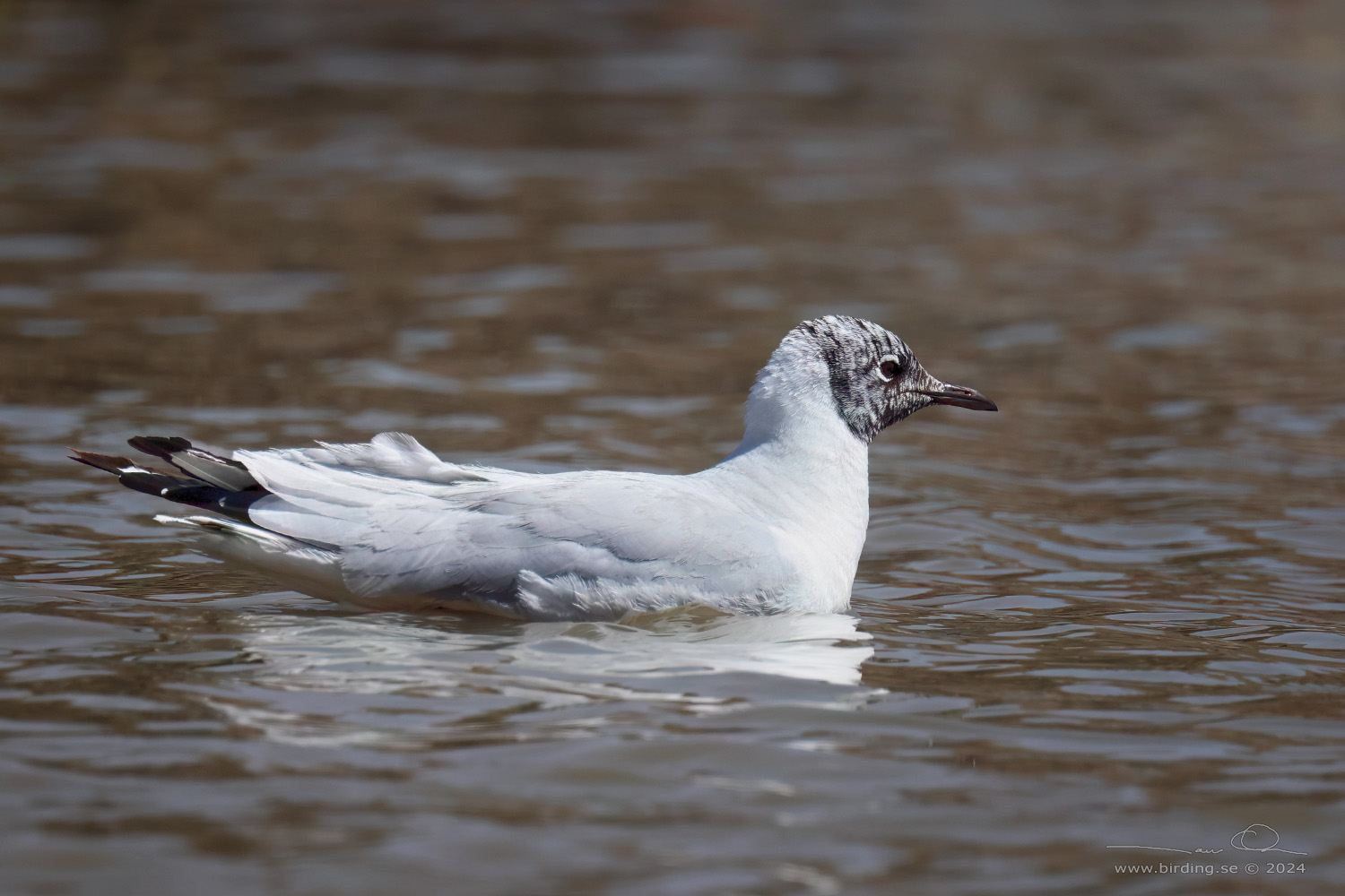 ANDEAN GULL (Chroicocephalus serranus) - Stäng / close