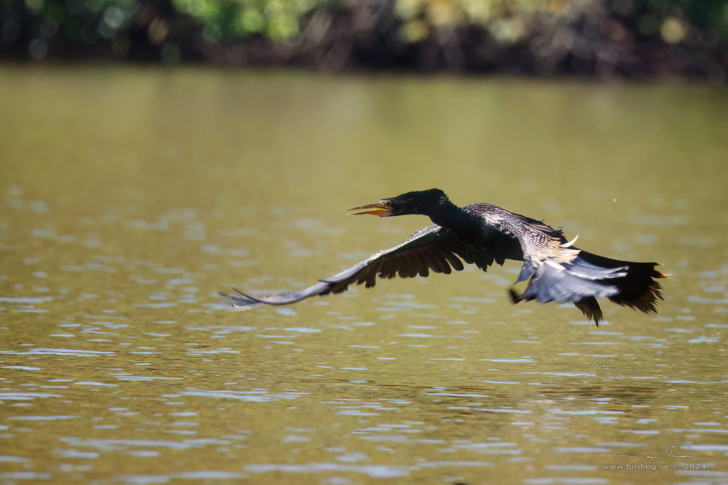 ANHINGA (Anhinga anhinga) - Stäng / close