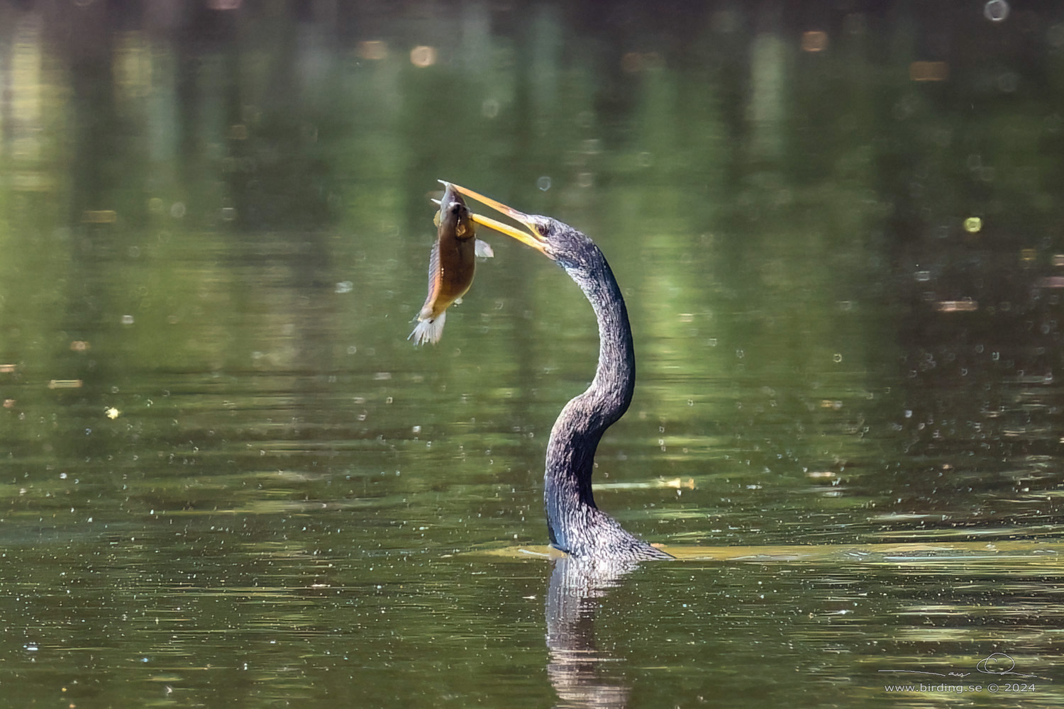 ANHINGA (Anhinga anhinga) - Stäng / close