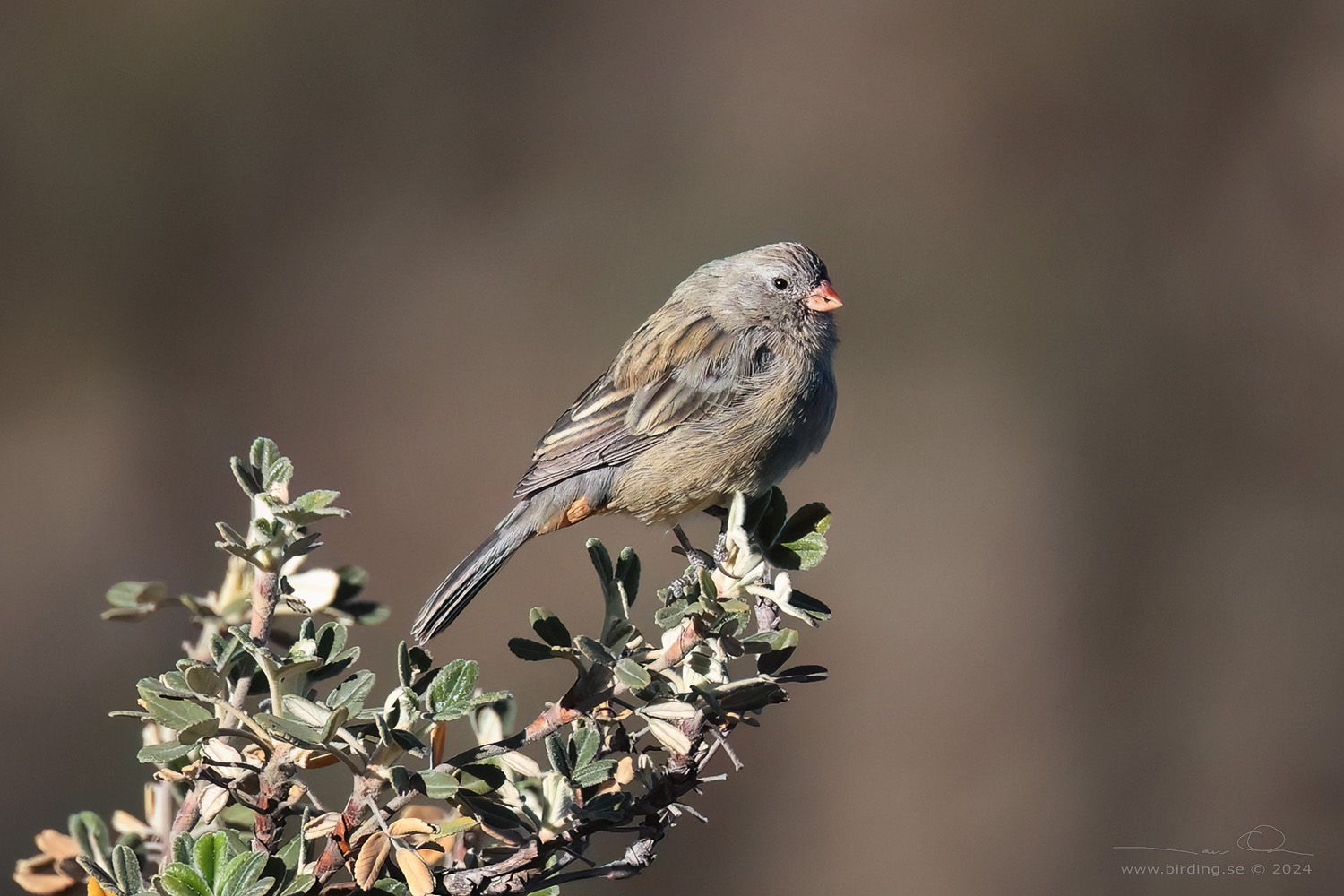 BAND-TAILED SEEDEATER (Catamenia analis) - Stäng / close