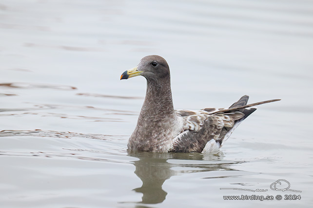 BELCHER'S GULL (Larus belcheri) - stor bild / full size